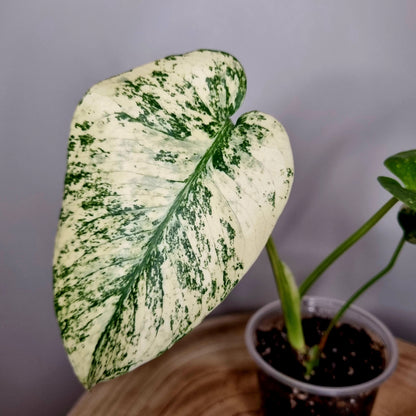 Monstera Deliciosa Mint