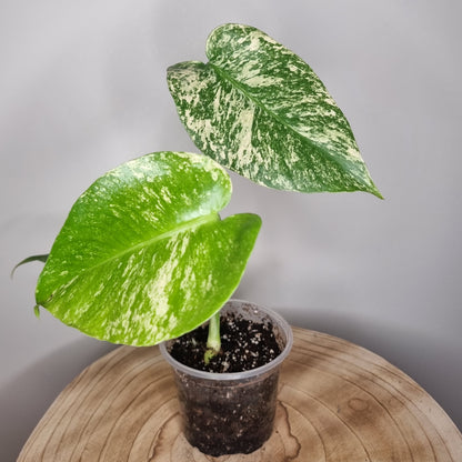 Monstera Deliciosa Mint