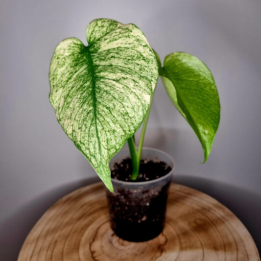 Monstera Deliciosa Mint