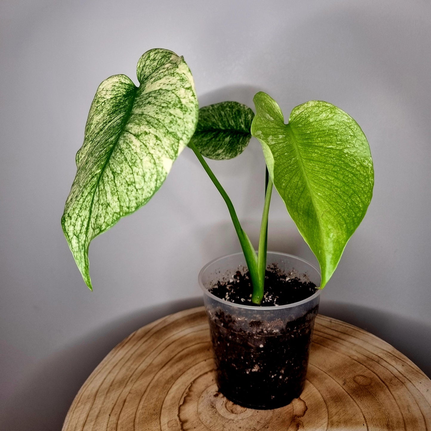 Monstera Deliciosa Mint
