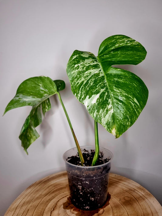 Monstera variegata