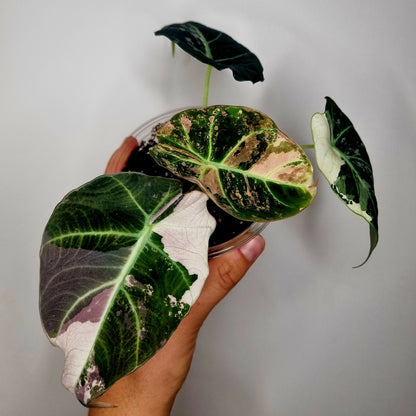 Alocasia Black Velvet Pink Variegata
