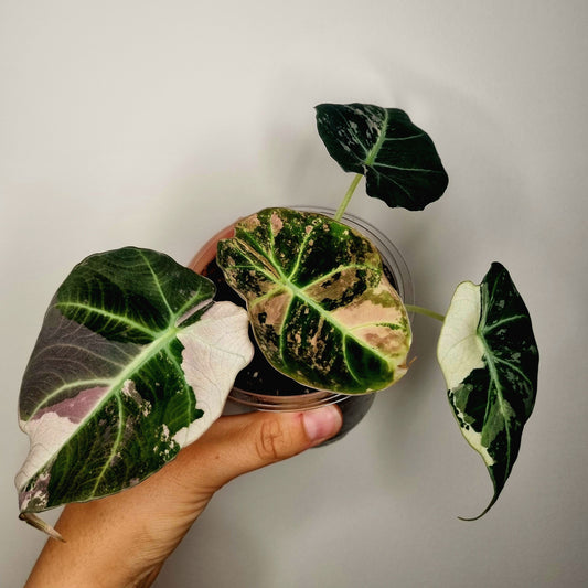 Alocasia Black Velvet Pink Variegata