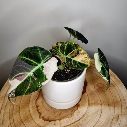 Alocasia Black Velvet Pink Variegata