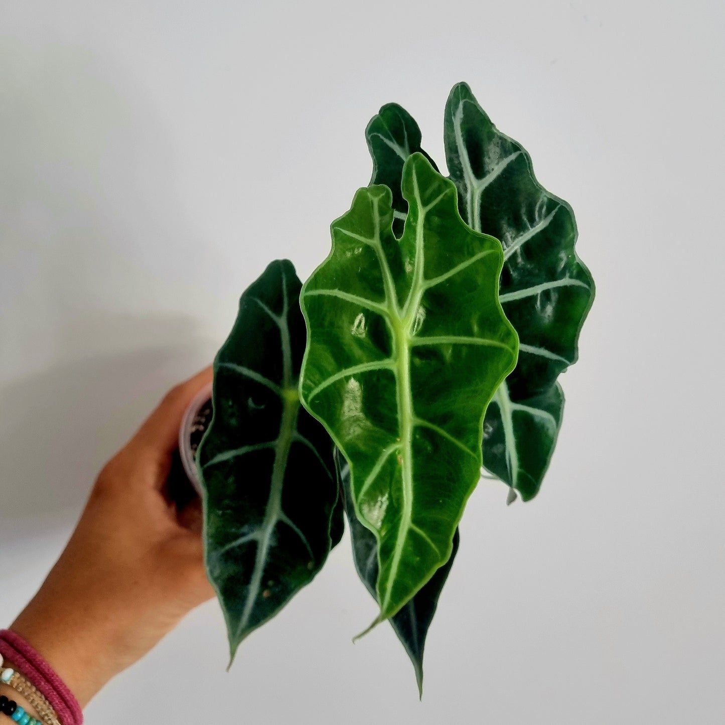 Alocasia Polly