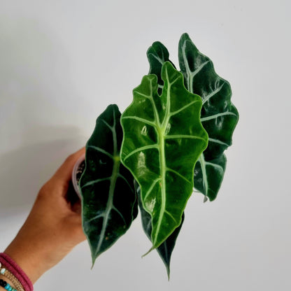 Alocasia Polly