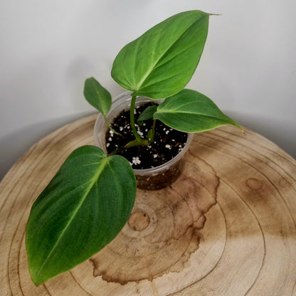 Philodendron Gloriosum