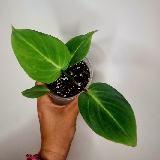 Philodendron Gloriosum