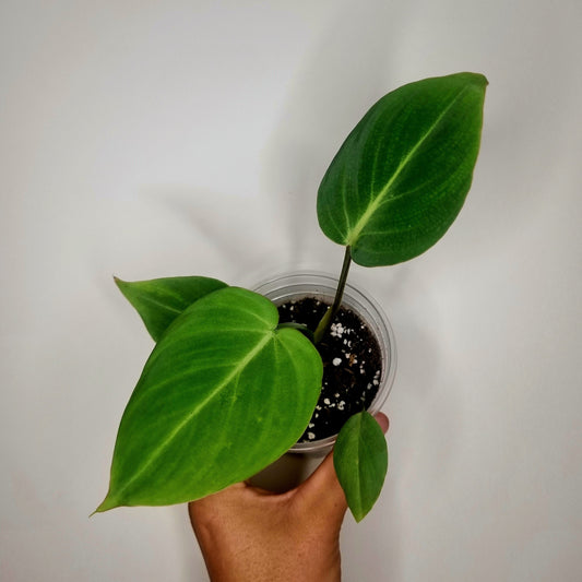 Philodendron Gloriosum