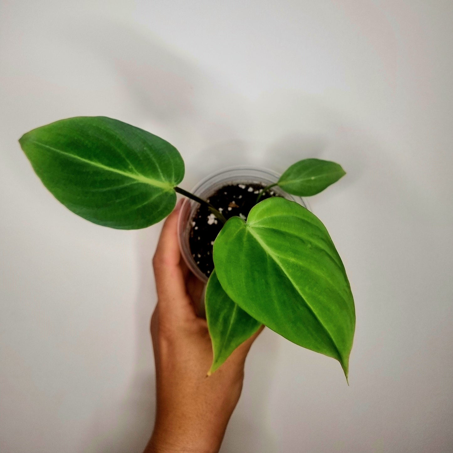 Philodendron Gloriosum