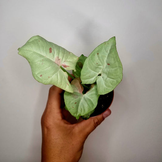 Syngonium confetti