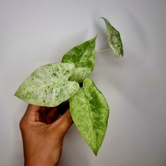 Bouture Alocasia Macrorrhiza Splash