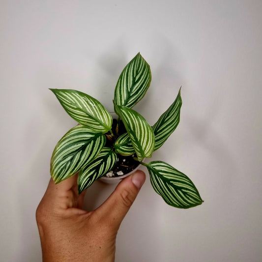 Calathea Vittata