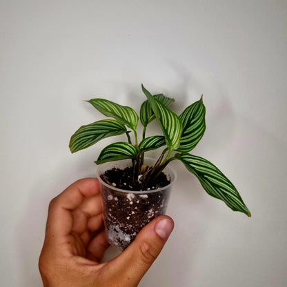 Calathea Vittata