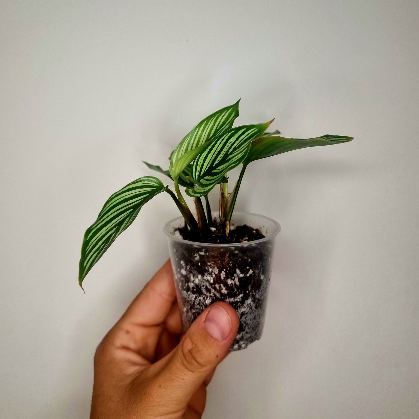 Calathea Vittata