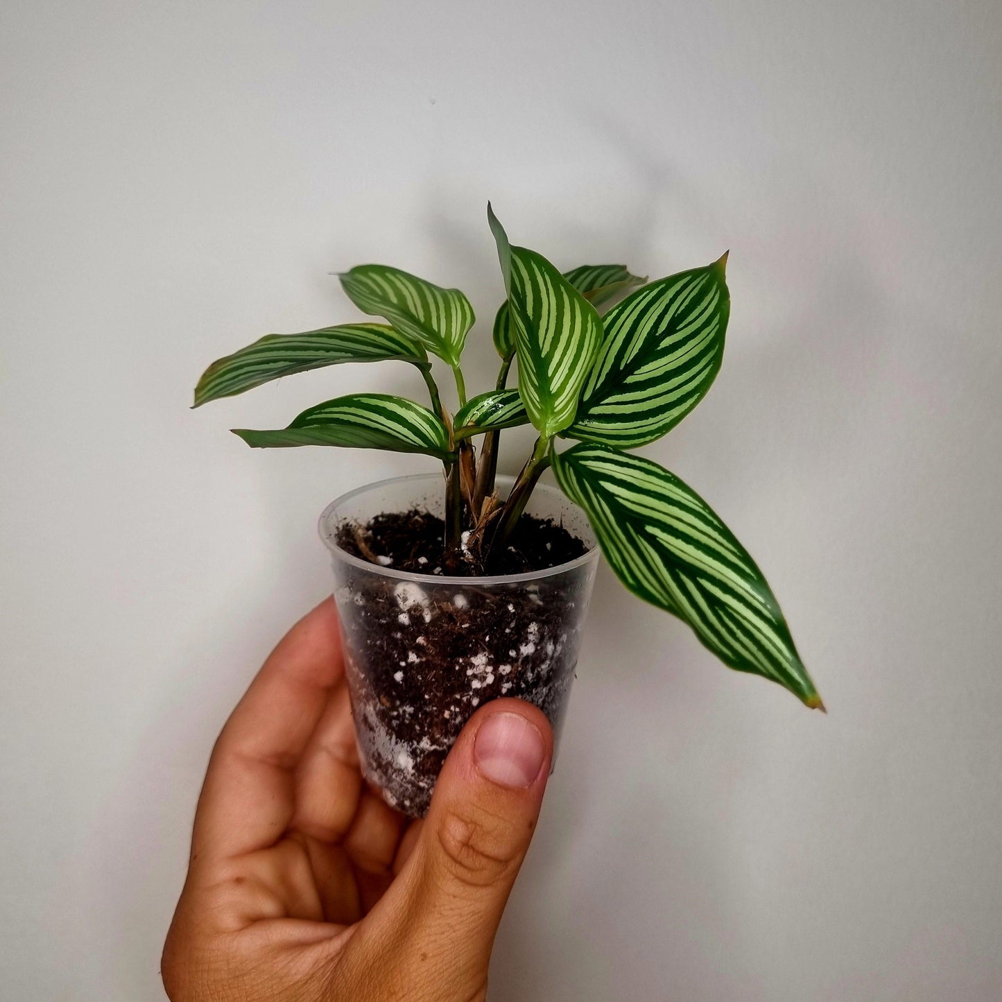 Calathea Vittata