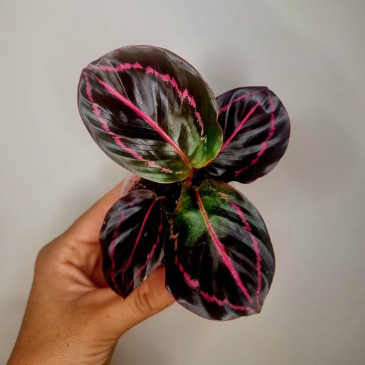 Calathea Roseopicta Dottie