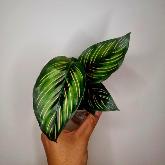 Calathea Mieli