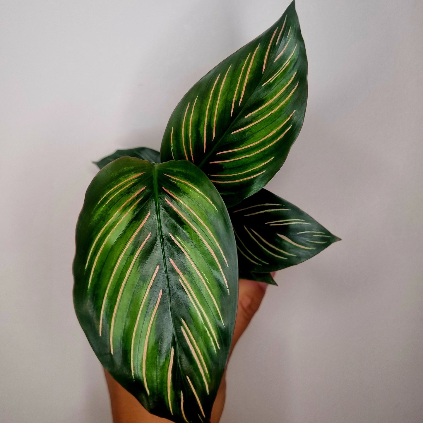 Calathea Mieli
