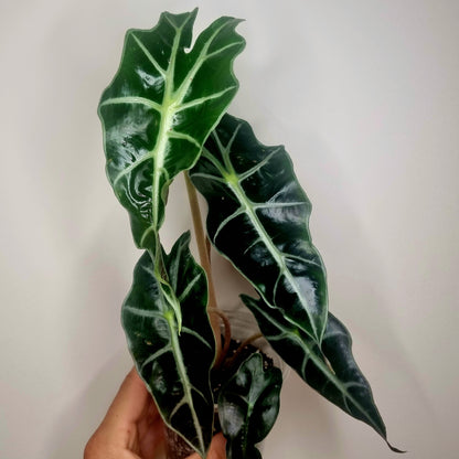 Alocasia Polly