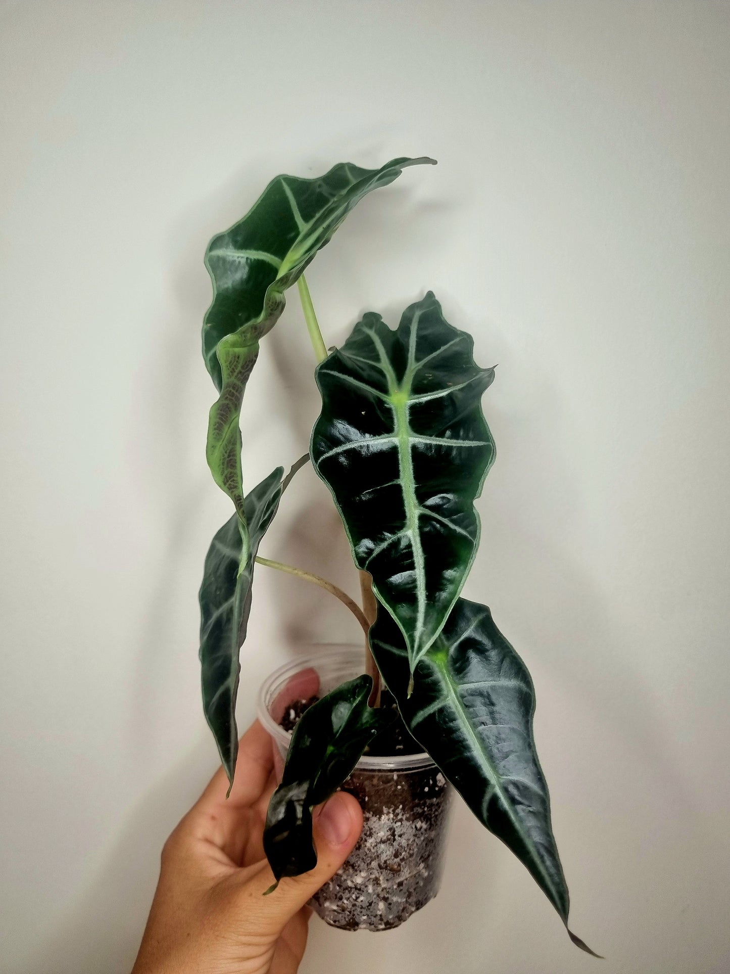 Alocasia Polly