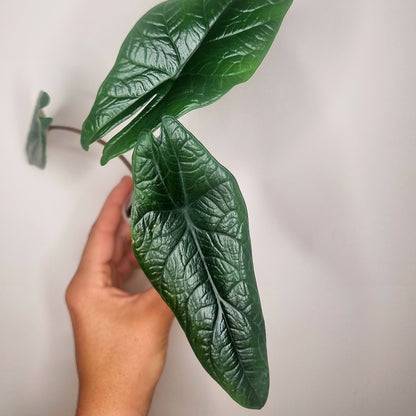 Alocasia Scalprum