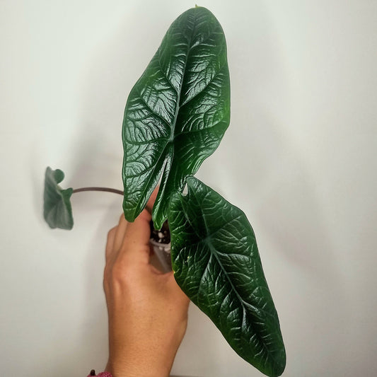 Alocasia Scalprum