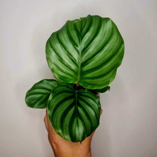 Calathea Orbifolia