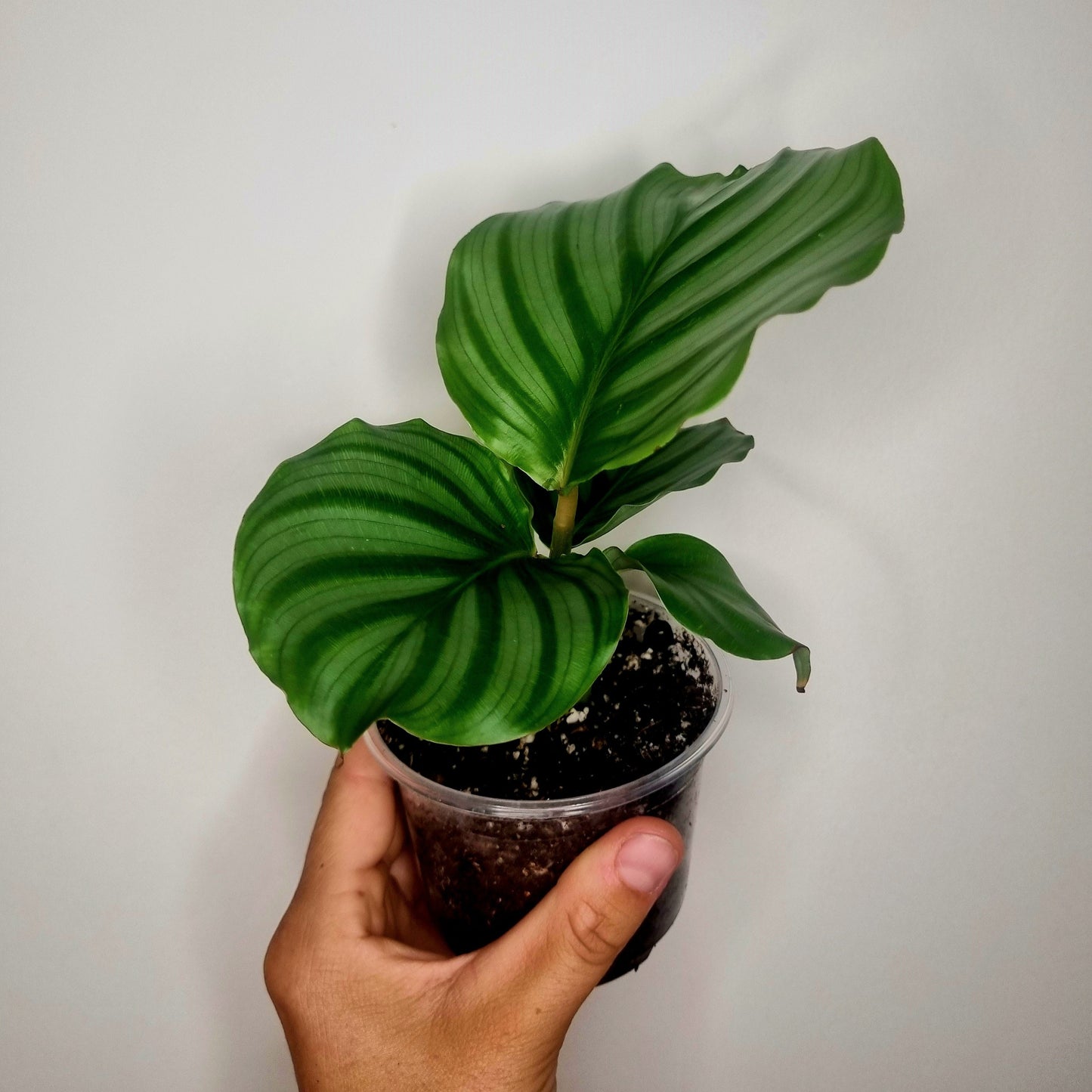 Calathea Orbifolia