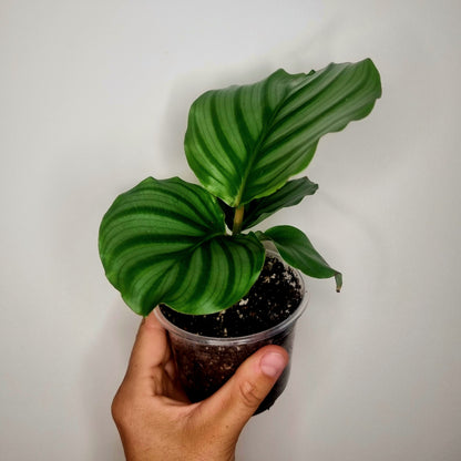 Calathea Orbifolia