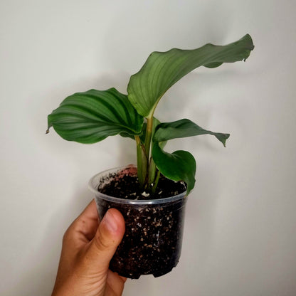 Calathea Orbifolia