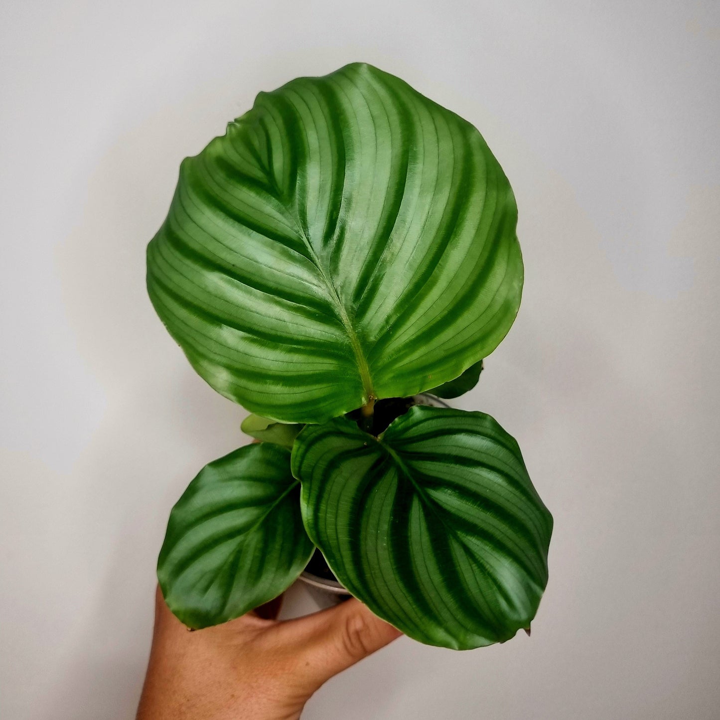Calathea Orbifolia