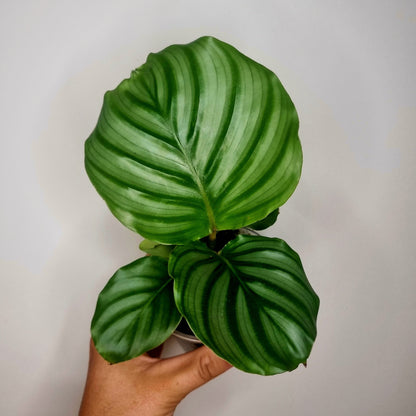 Calathea Orbifolia