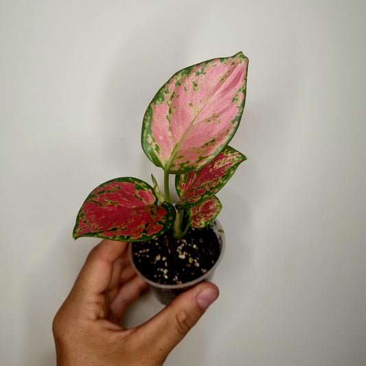 Aglaonema Red Valentine