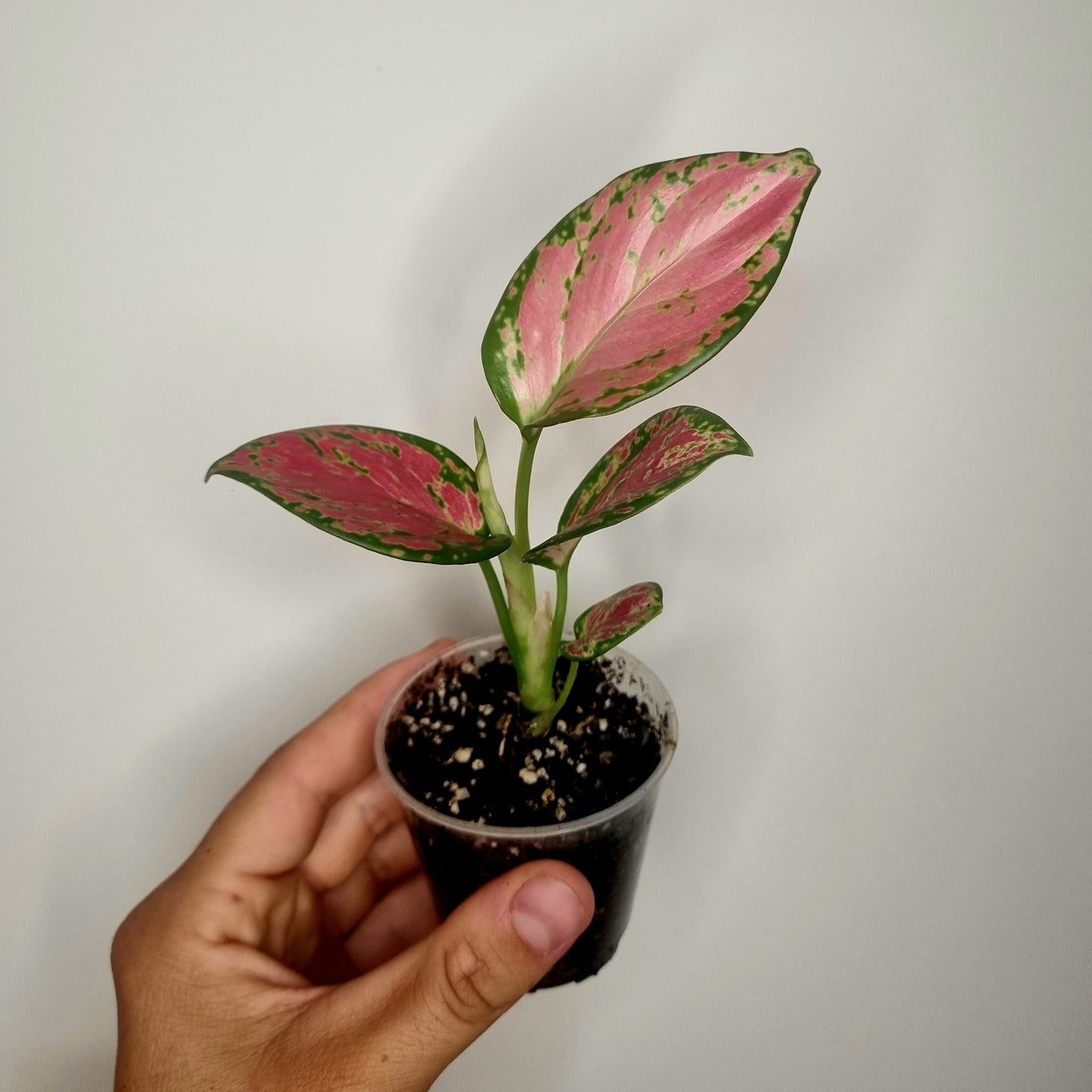 Aglaonema Red Valentine