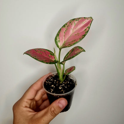 Aglaonema Red Valentine