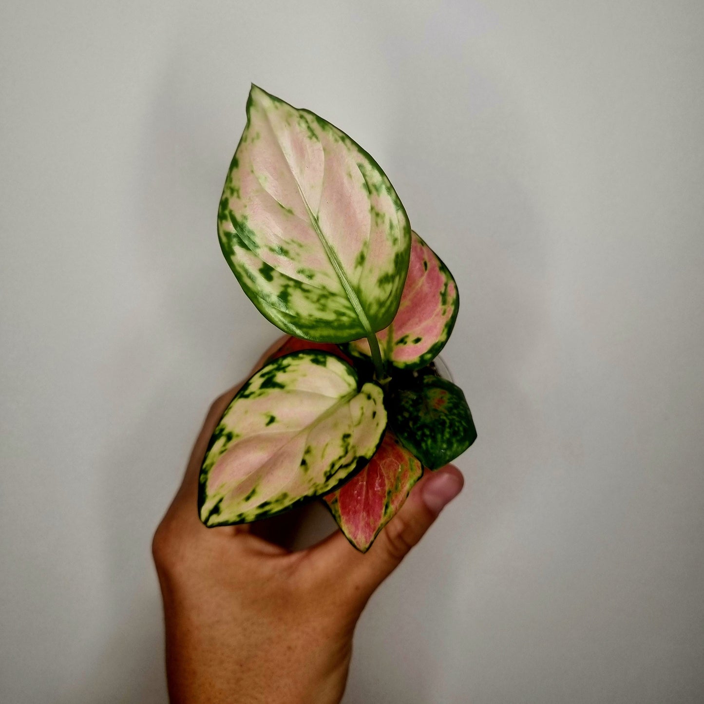Aglaonema Red Valentine