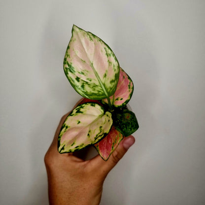 Aglaonema Red Valentine