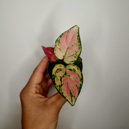 Aglaonema Red Valentine