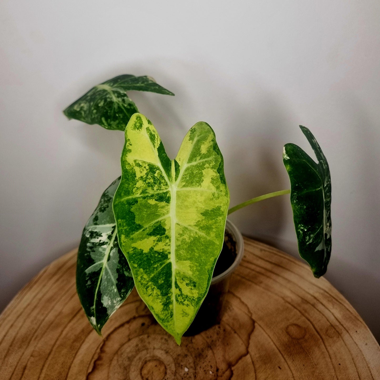 Alocasia frydek variegata
