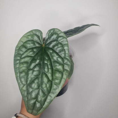 Anthurium Luxurians