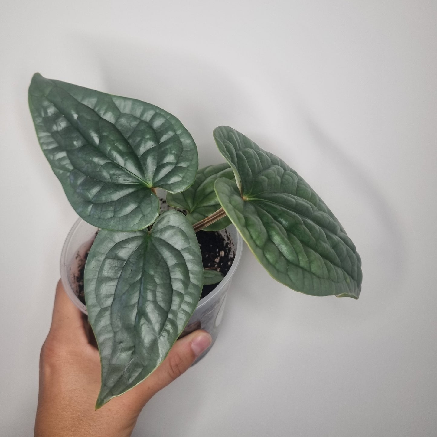 Anthurium Luxurians