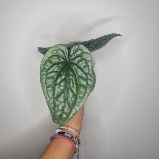 Anthurium Luxurians