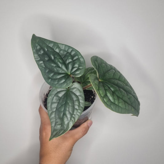 Anthurium Luxurians