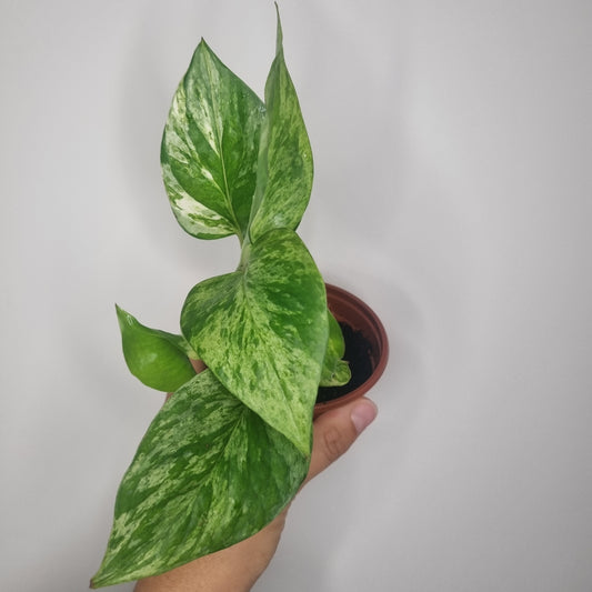 Epipremnum Marble Queen