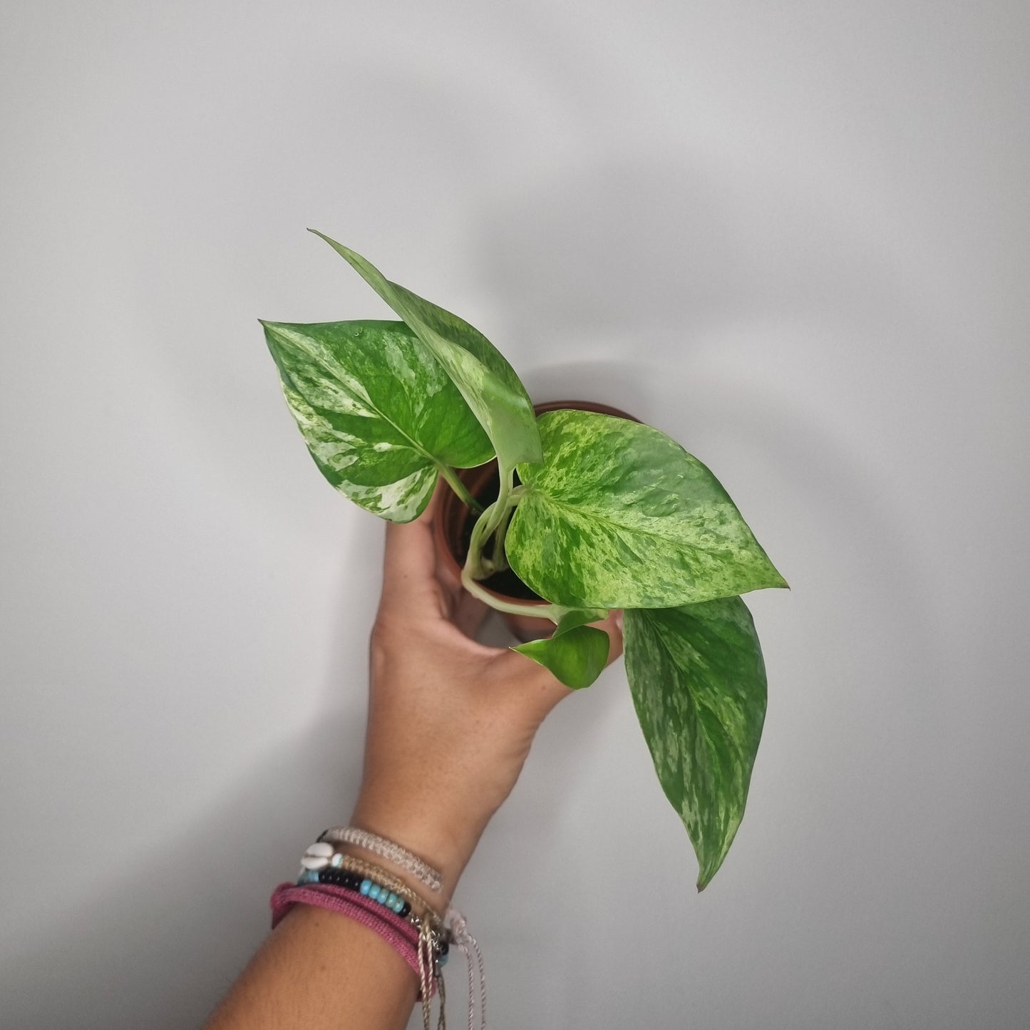 Epipremnum Marble Queen