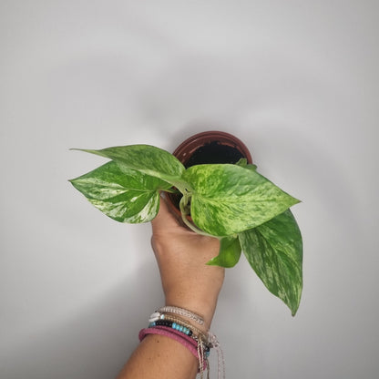Epipremnum Marble Queen