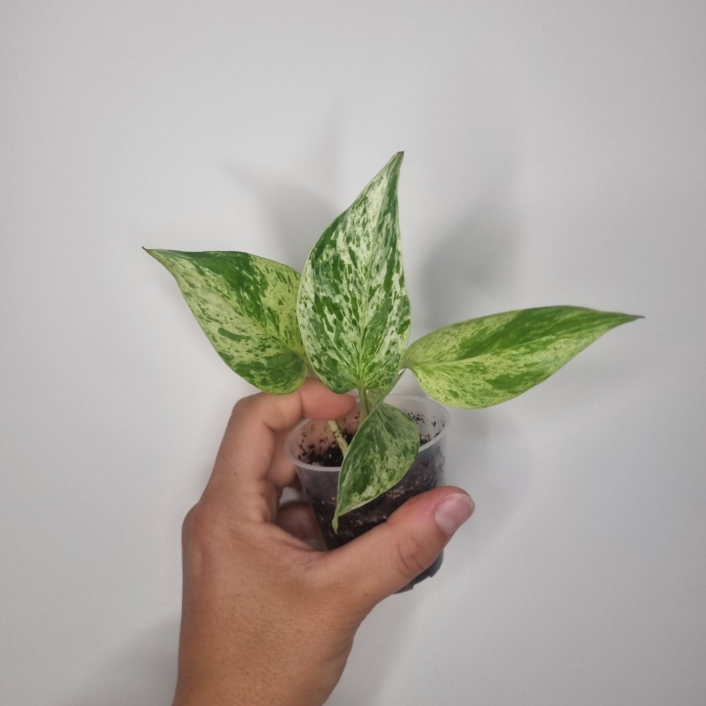 Epipremnum Marble Queen