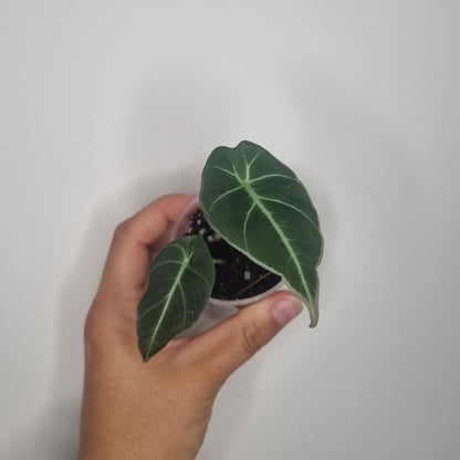 Alocasia Black Velvet
