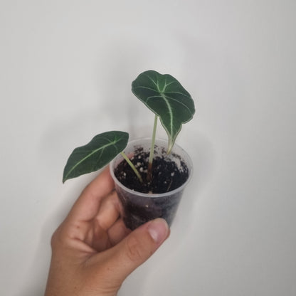 Alocasia Black Velvet
